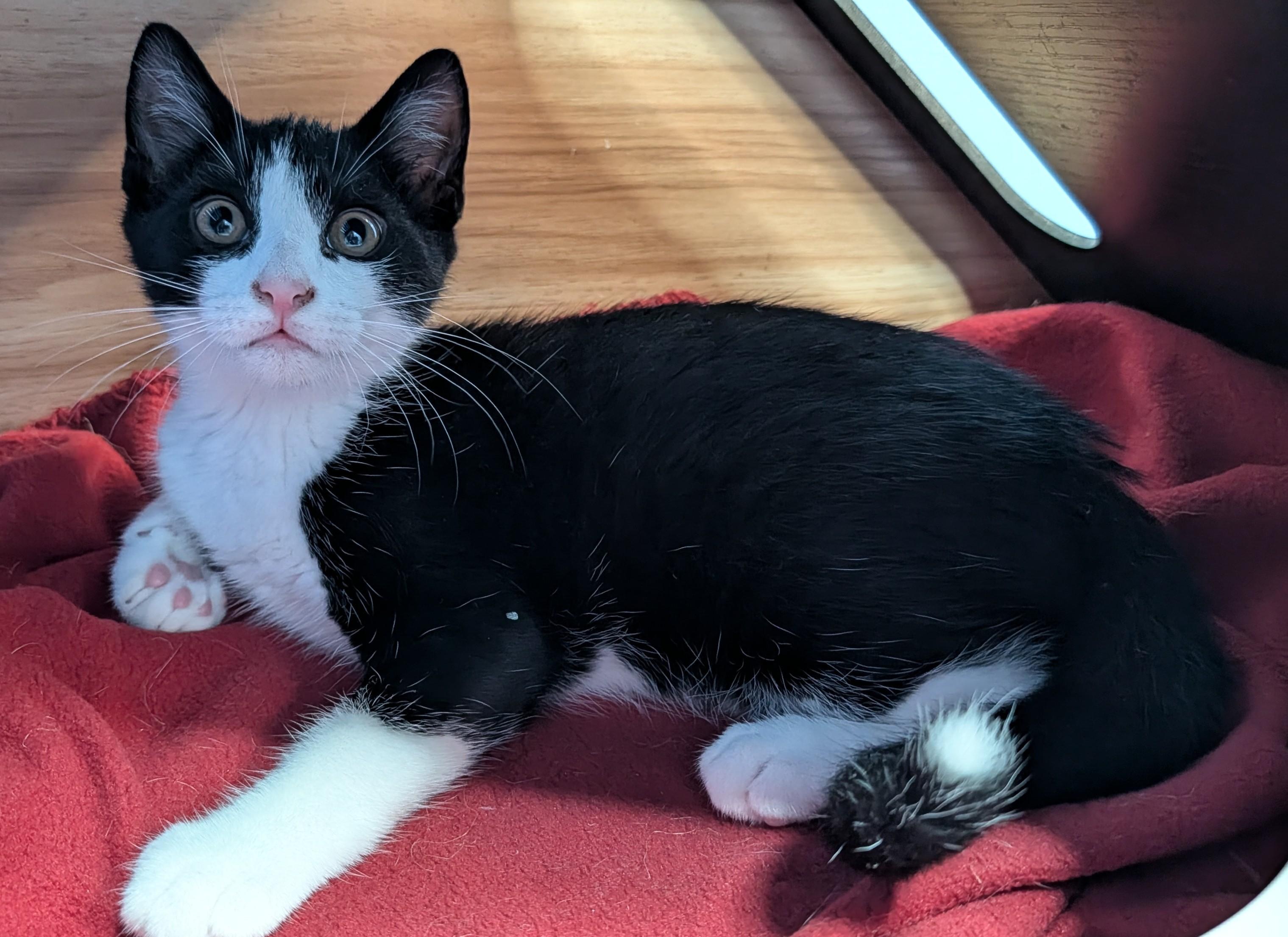 Enlarge Danish, a Adoptable Domestic Short Hair in Savannah, GA image 1/2
