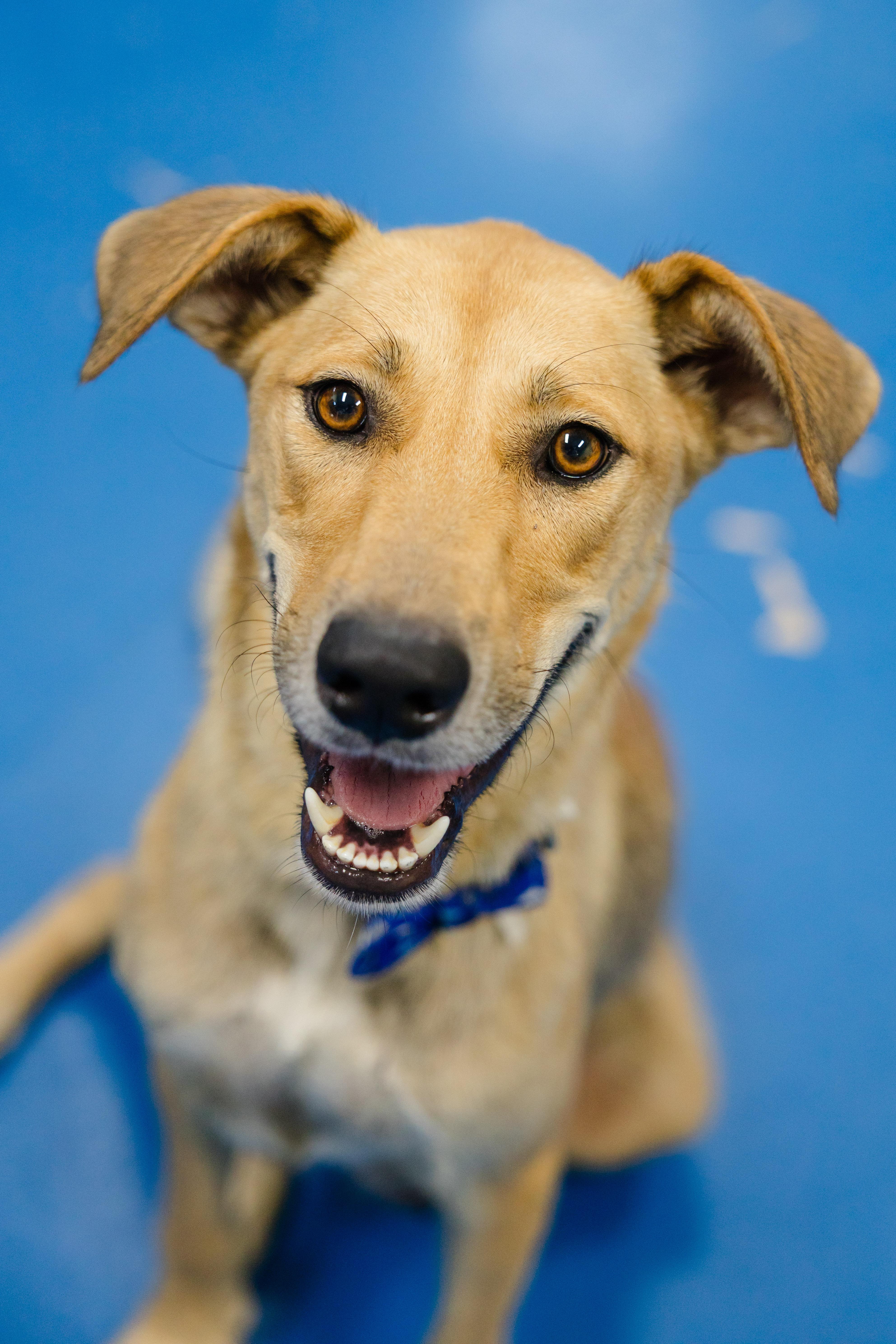 Enlarge Estelle, a Adoptable mixed breed in Newburgh, IN image 2/4