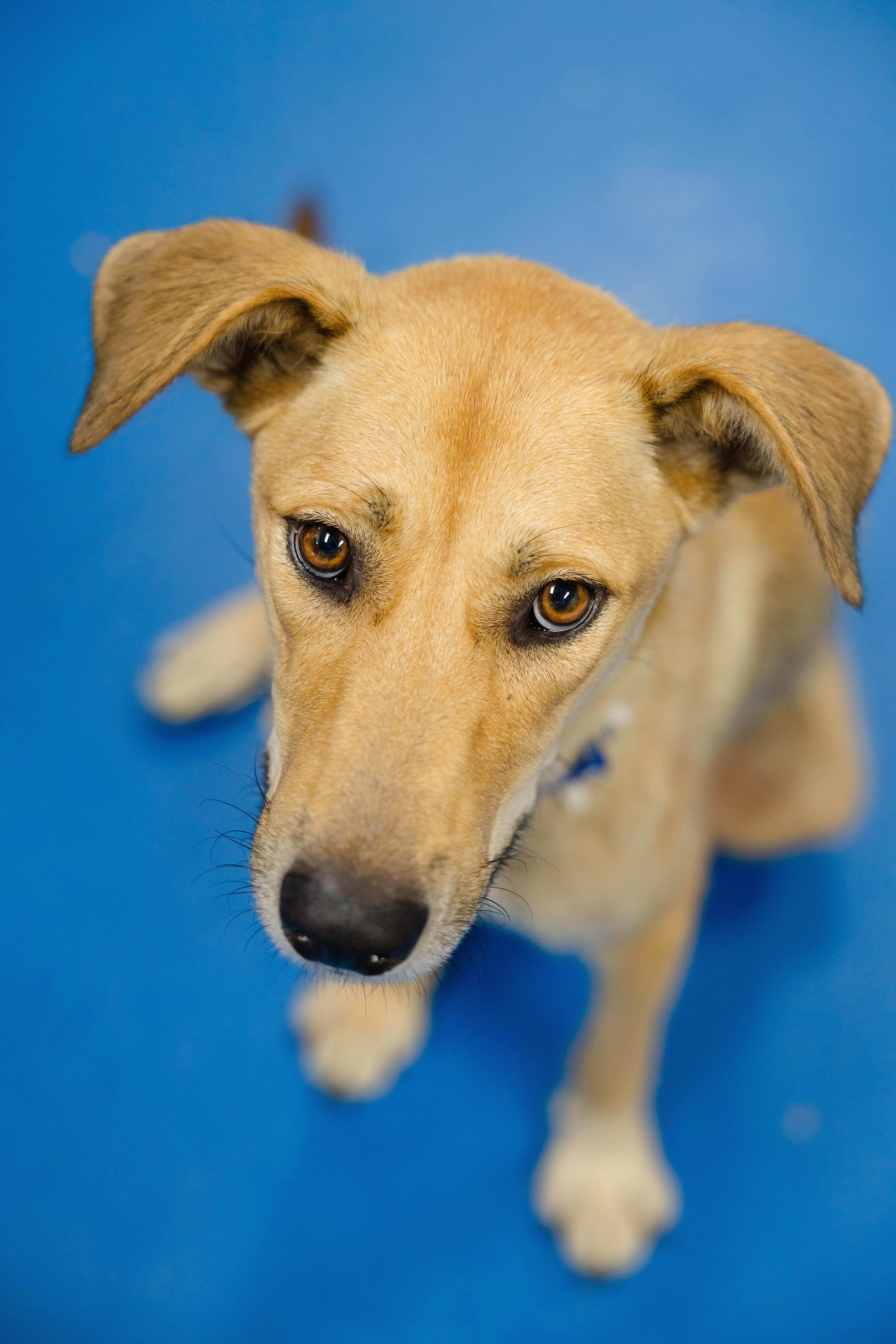 Estelle, Adoptable, Young Female Great Pyrenees & Labrador Retriever.