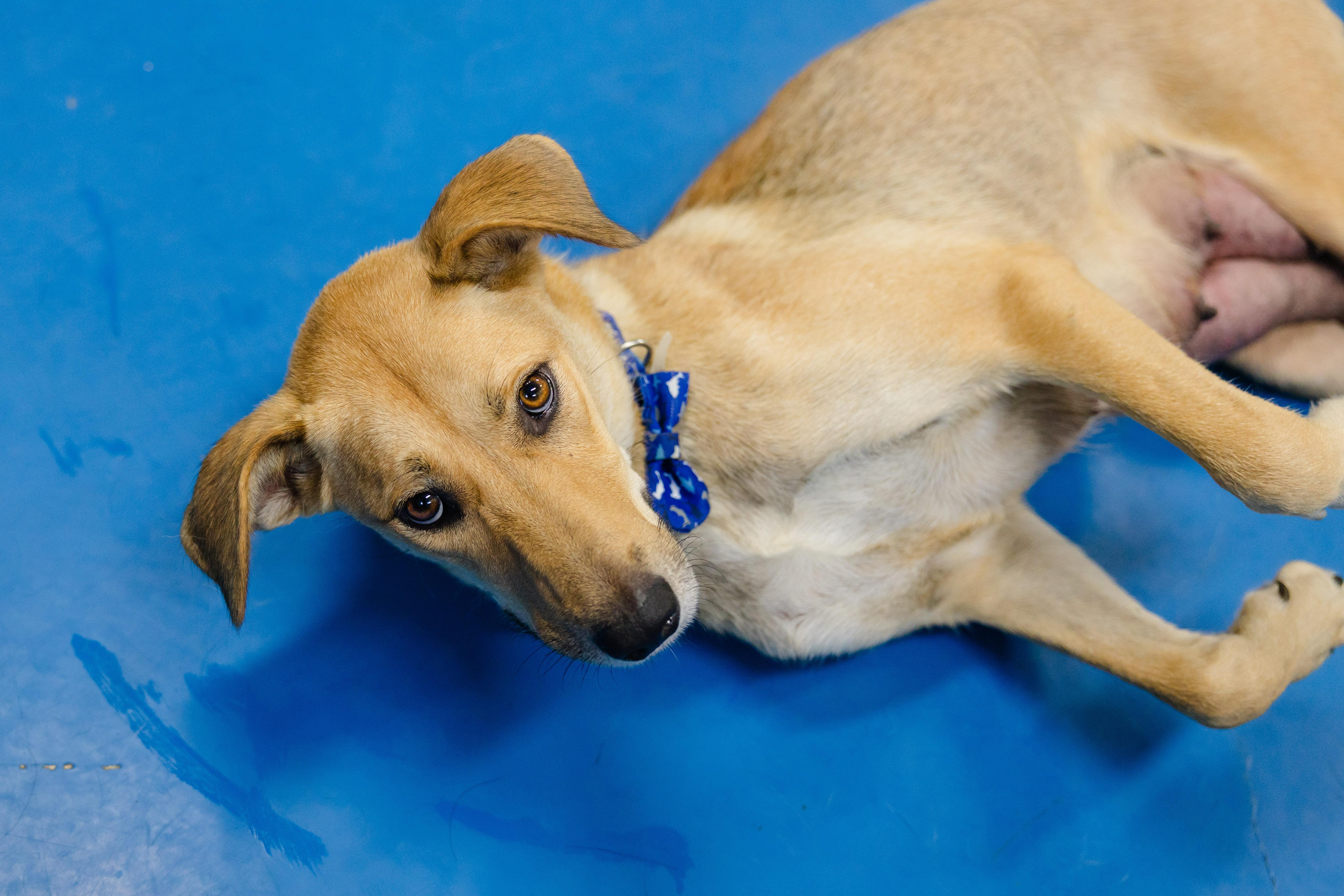 Enlarge Estelle, a Adoptable mixed breed in Newburgh, IN image 4/4