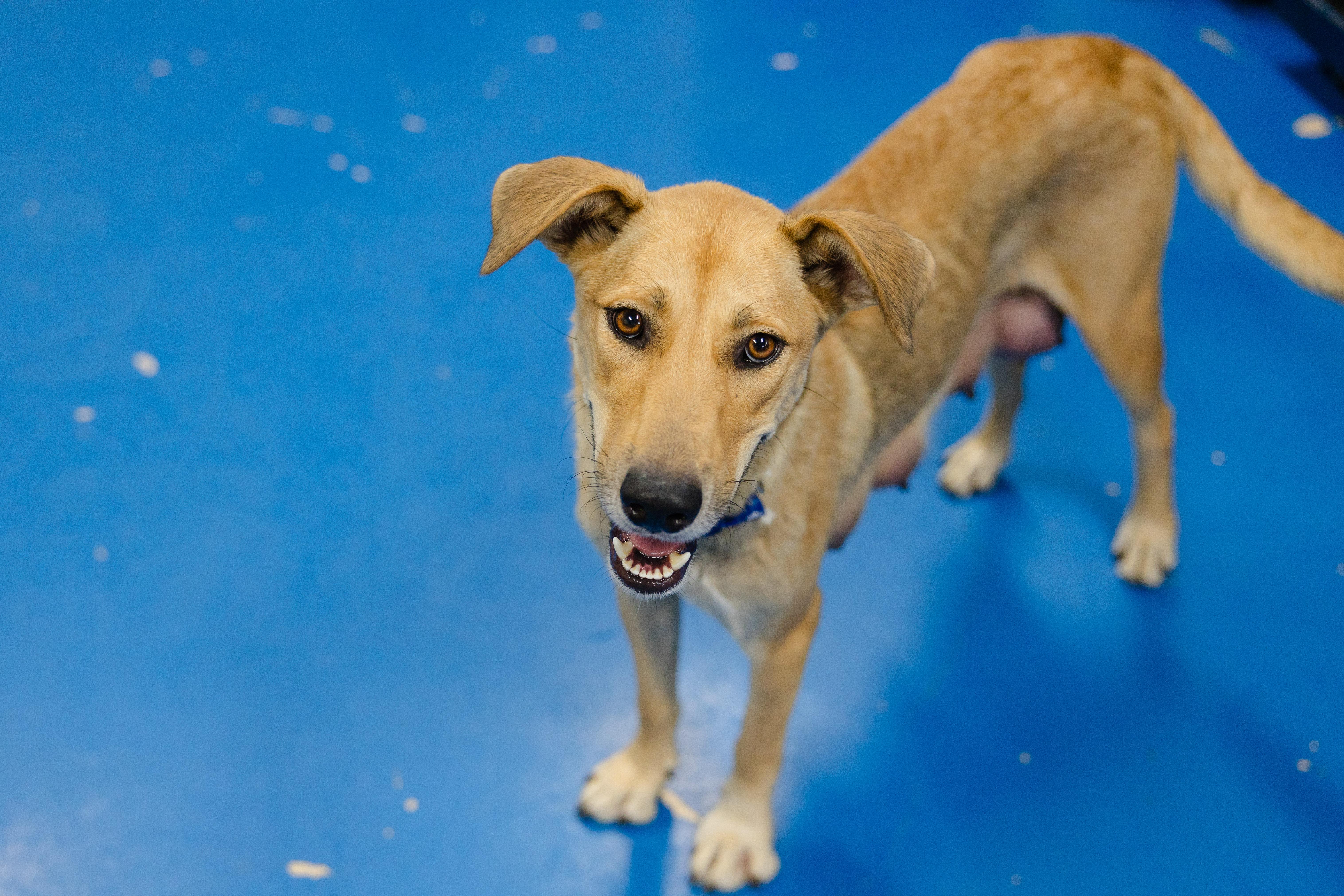 Enlarge Estelle, a Adoptable mixed breed in Newburgh, IN image 3/4
