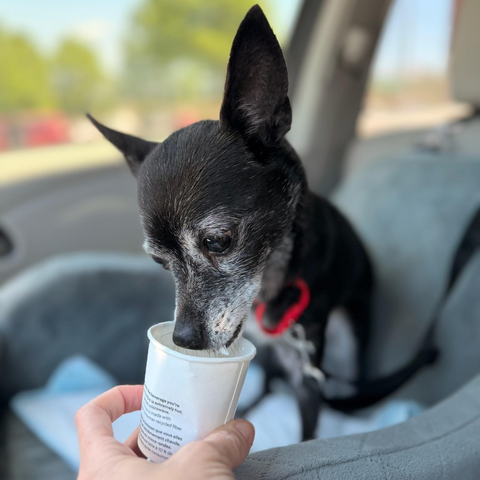 Ebbi, ADOPTABLE, Senior Female Chihuahua.