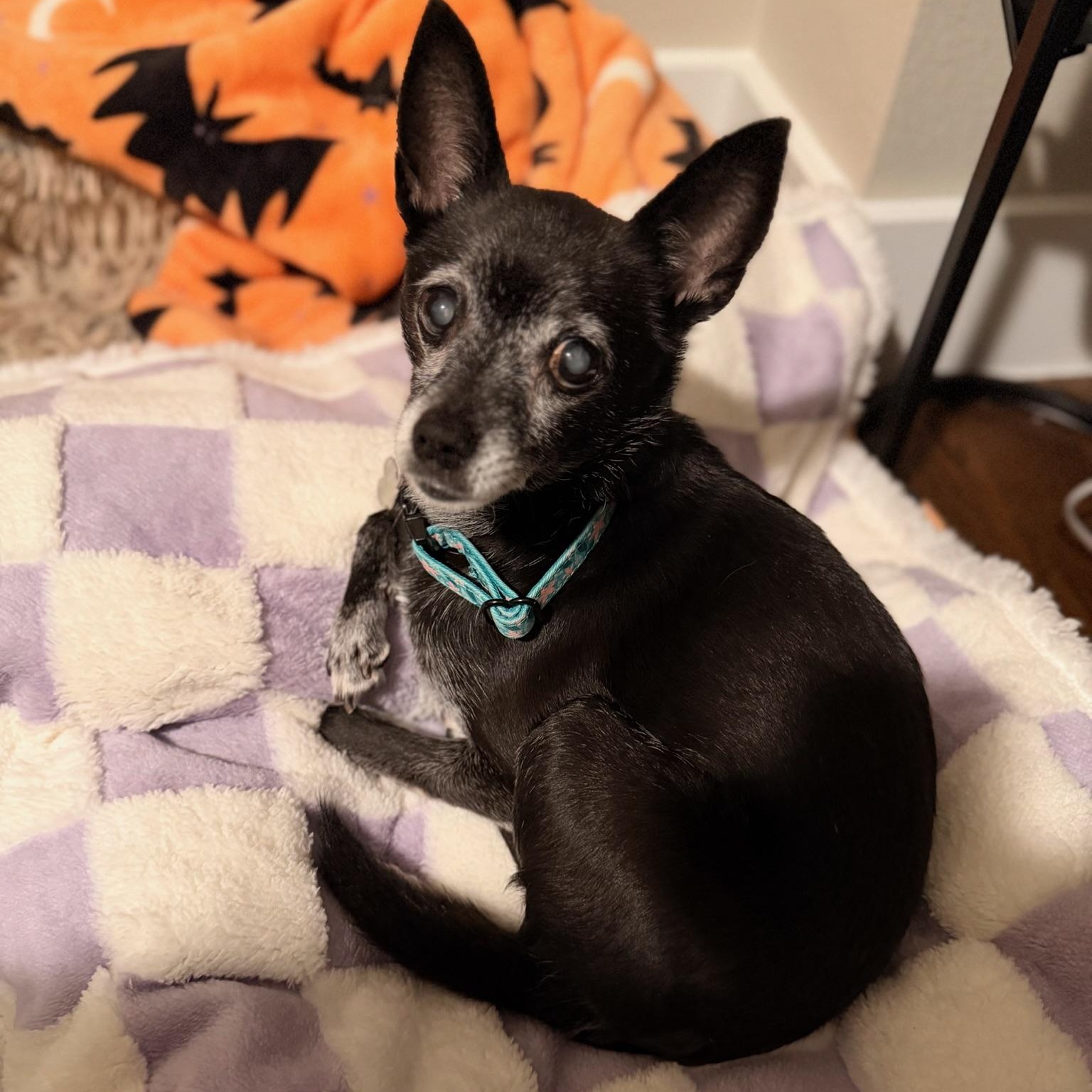 Ebbi, a ADOPTABLE mixed breed in Plano, TX image 5/5