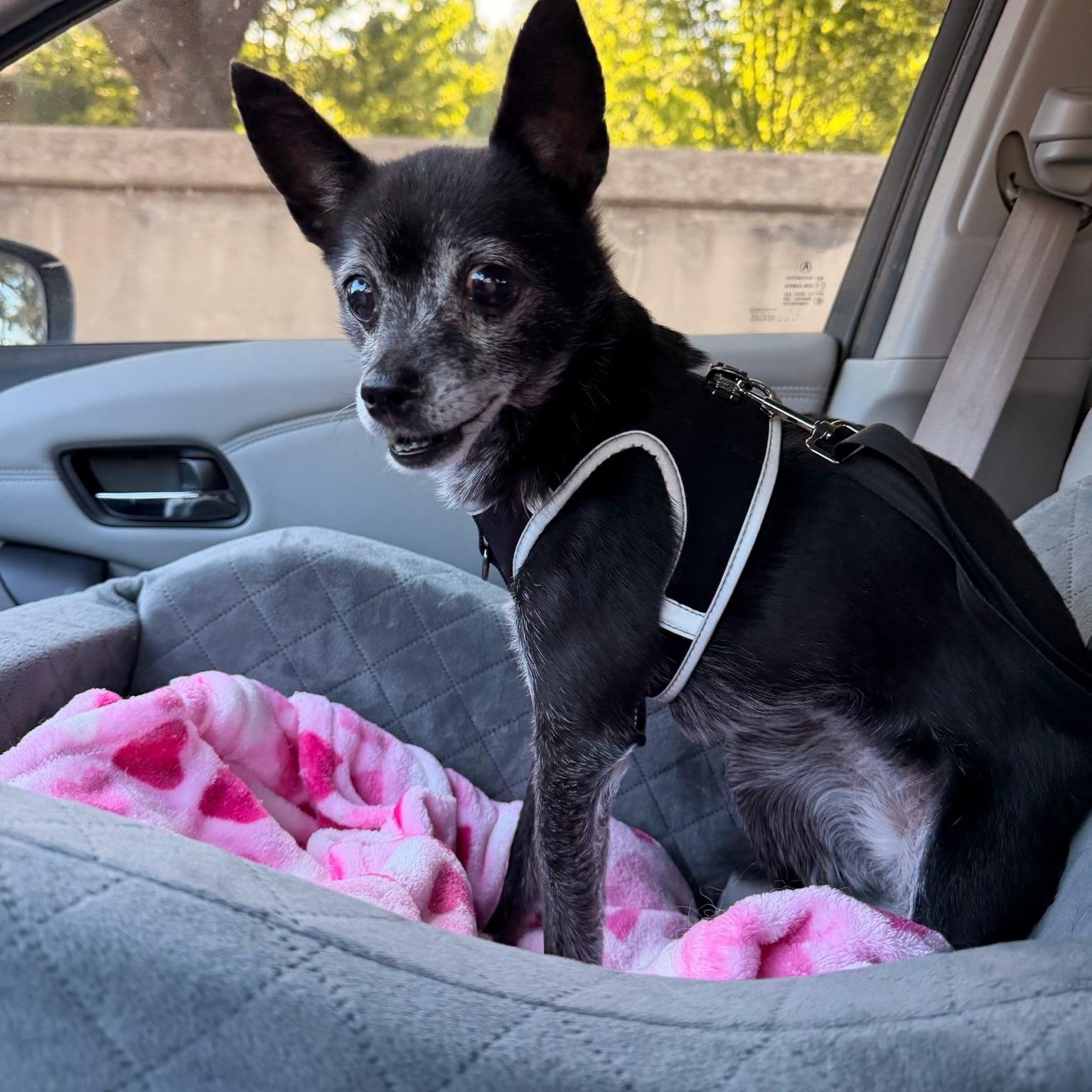 Ebbi, a ADOPTABLE mixed breed in Plano, TX image 3/5