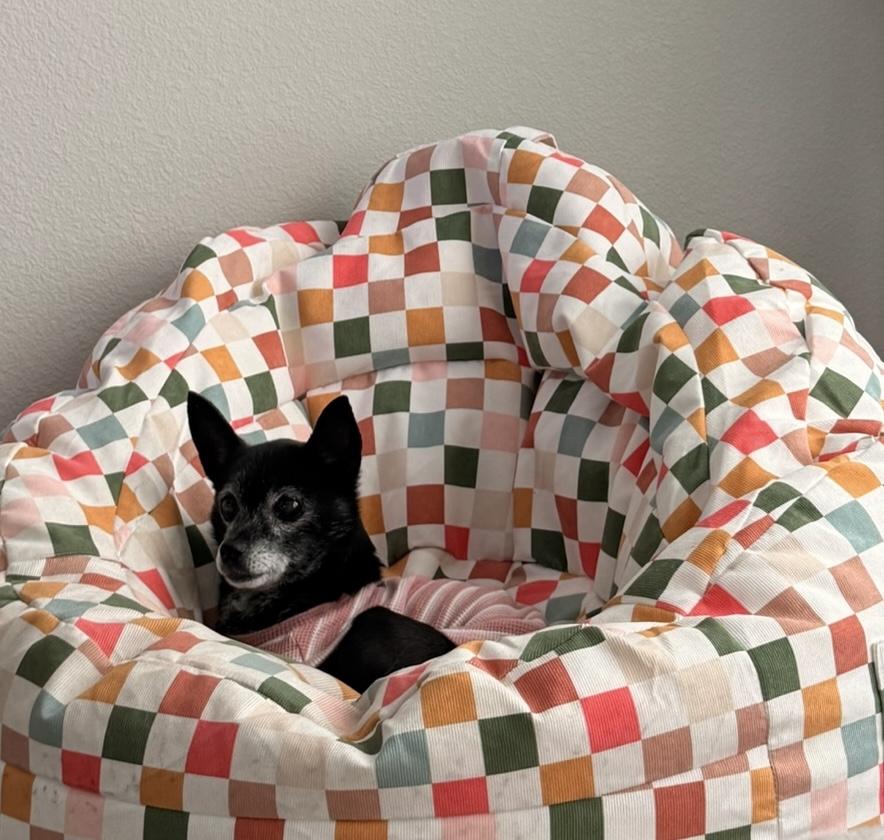 Ebbi, a ADOPTABLE mixed breed in Plano, TX image 4/5