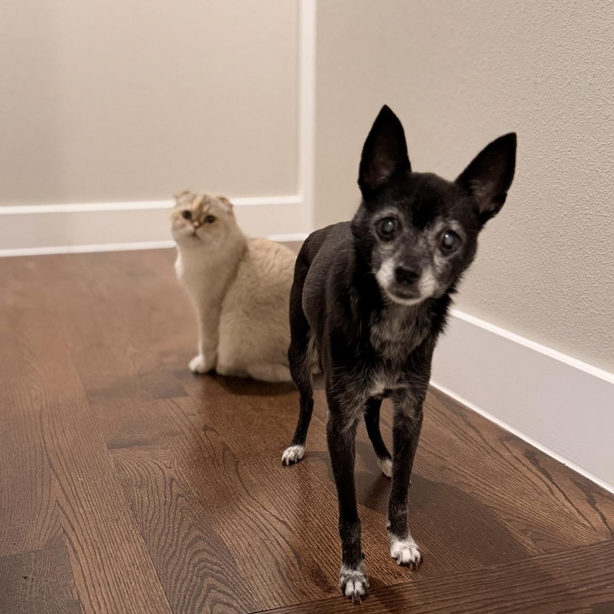Ebbi, a ADOPTABLE mixed breed in Plano, TX image 2/5