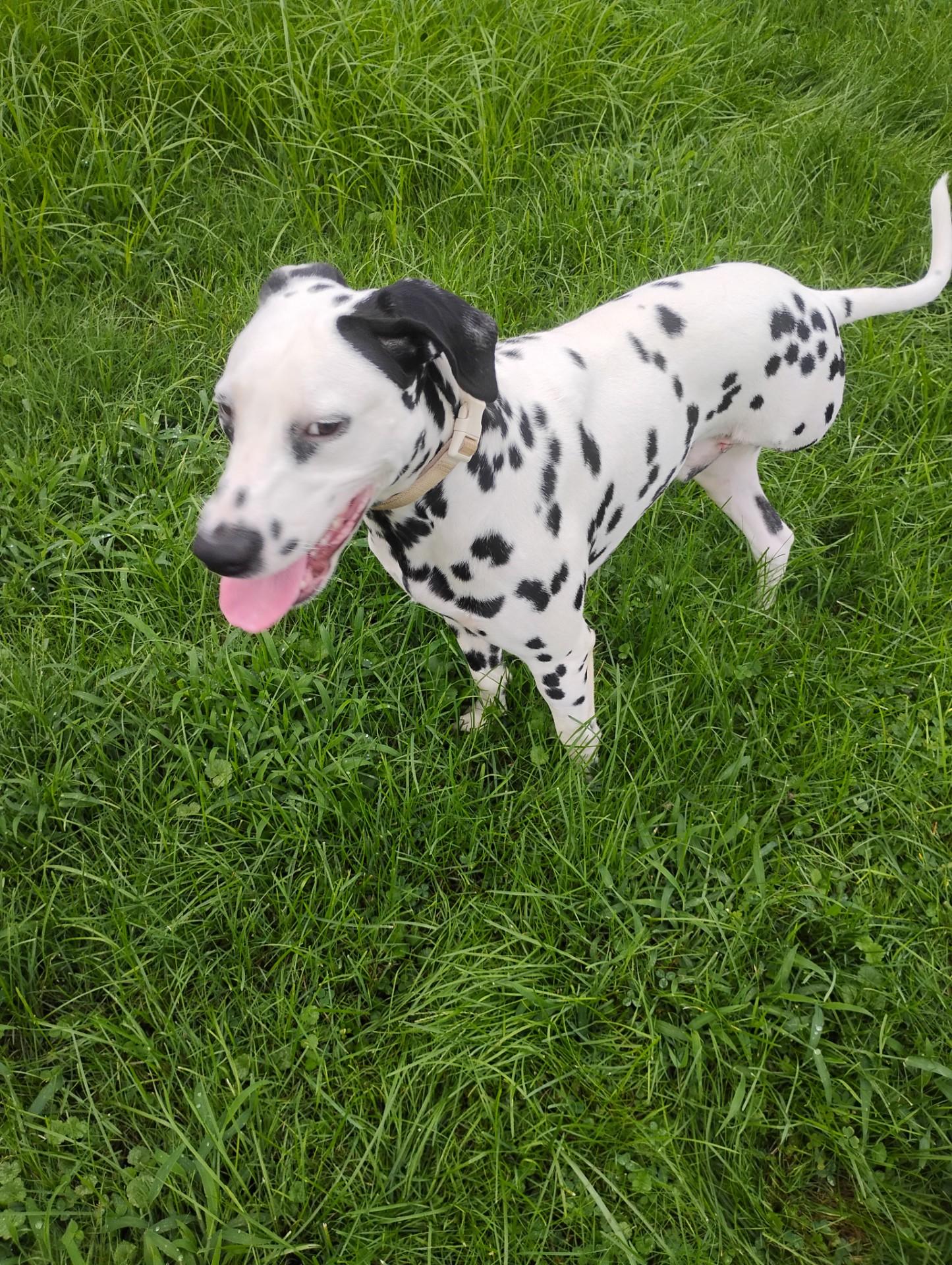 Sherman-Fairmont, WV, Adoptable, Puppy Male Dalmatian.