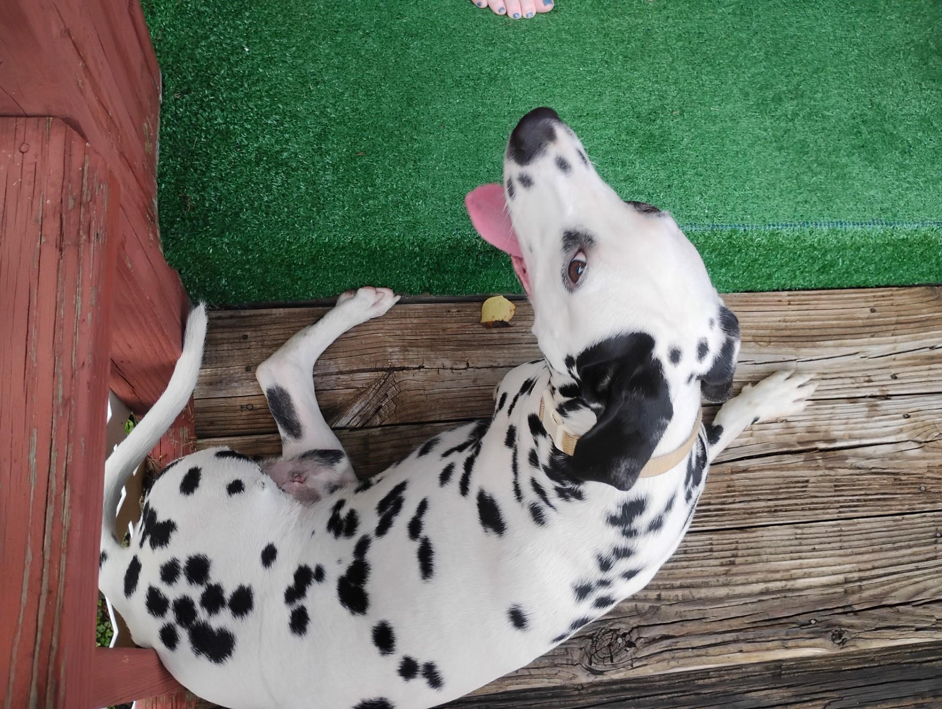 Sherman-Fairmont, WV, a Adoptable Dalmatian in Fairmont, WV image 4/4