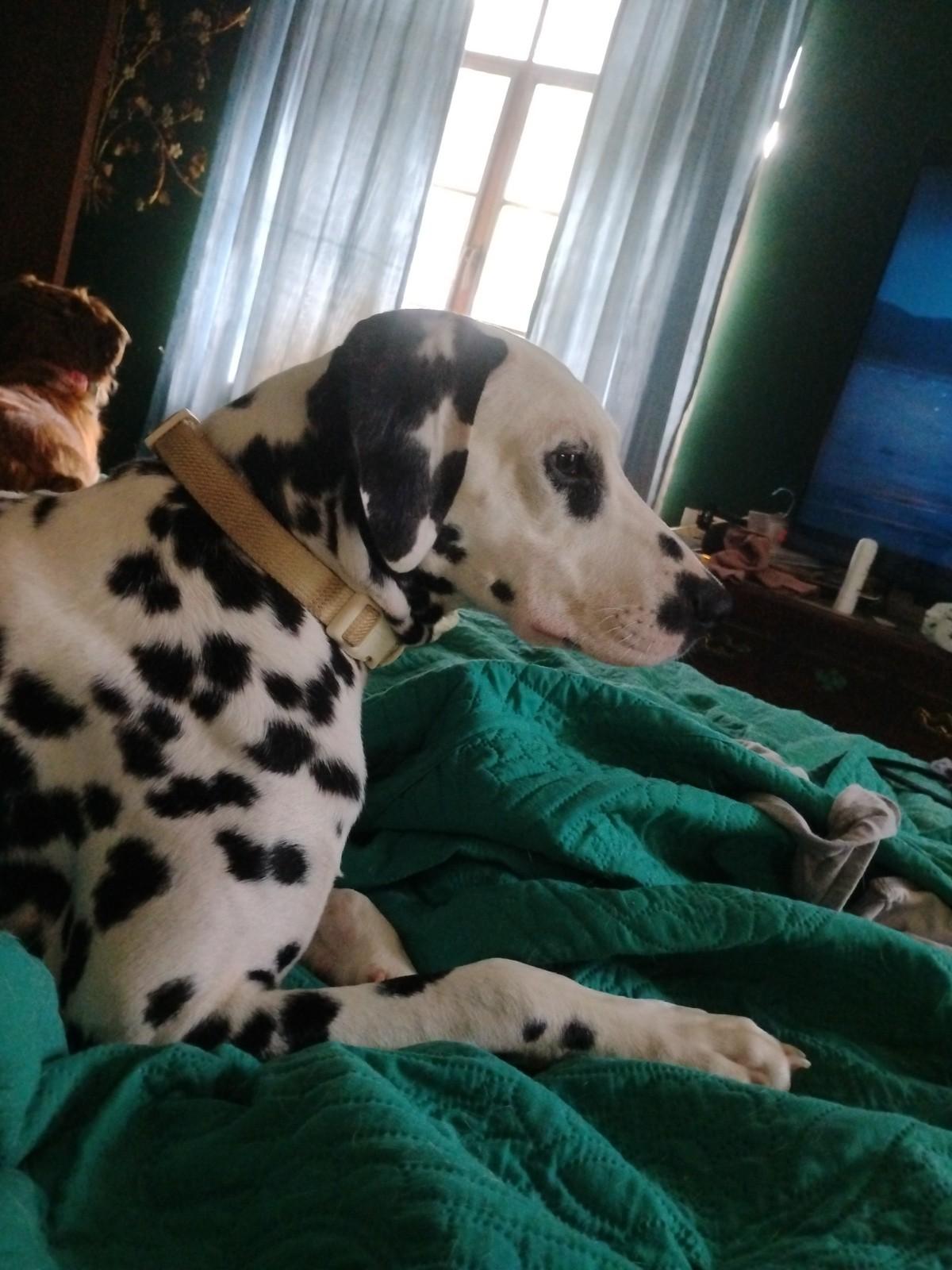 Sherman-Fairmont, WV, a Adoptable Dalmatian in Fairmont, WV image 2/4