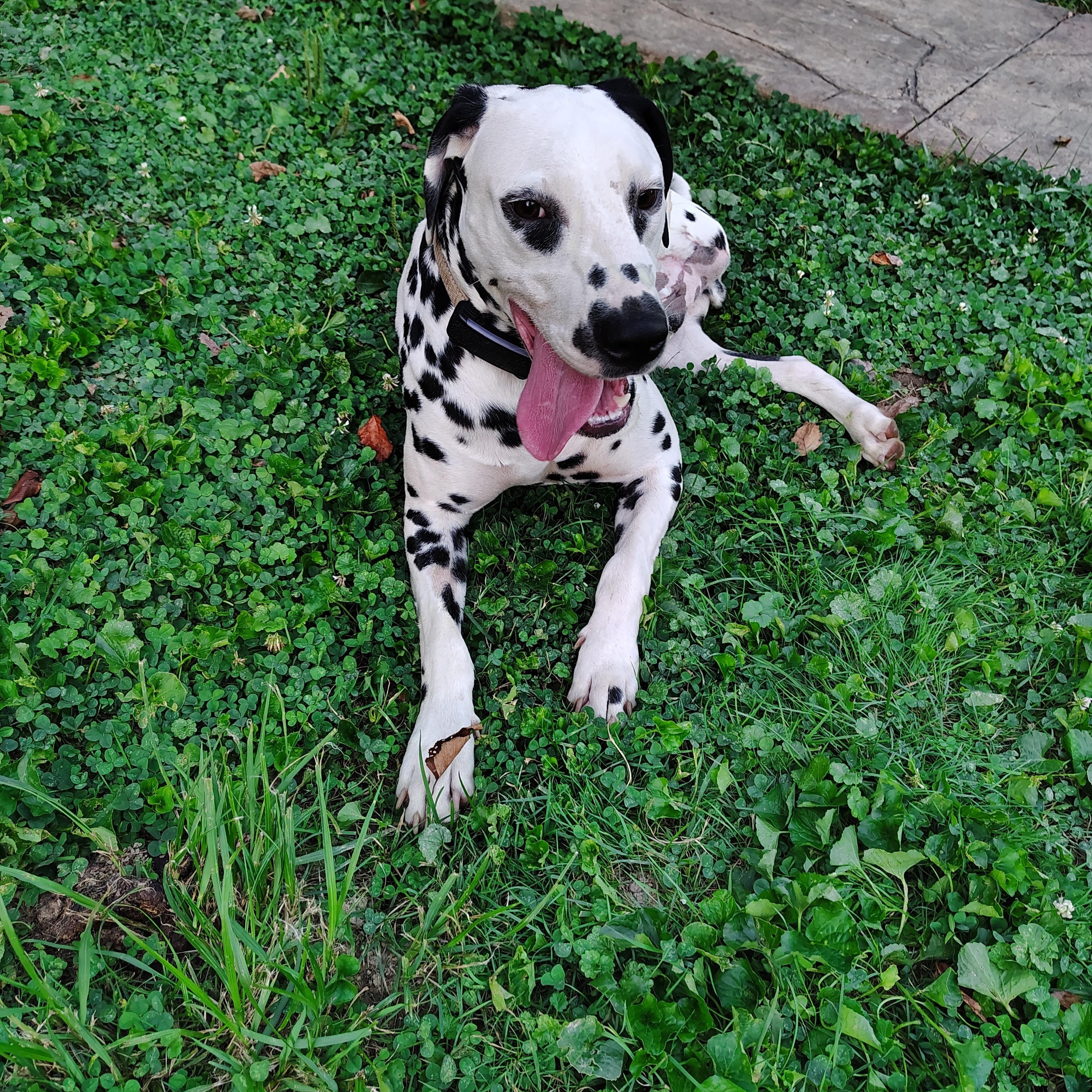 Enlarge Sherman-Fairmont, WV, a Adoptable Dalmatian in Fairmont, WV image 1/4