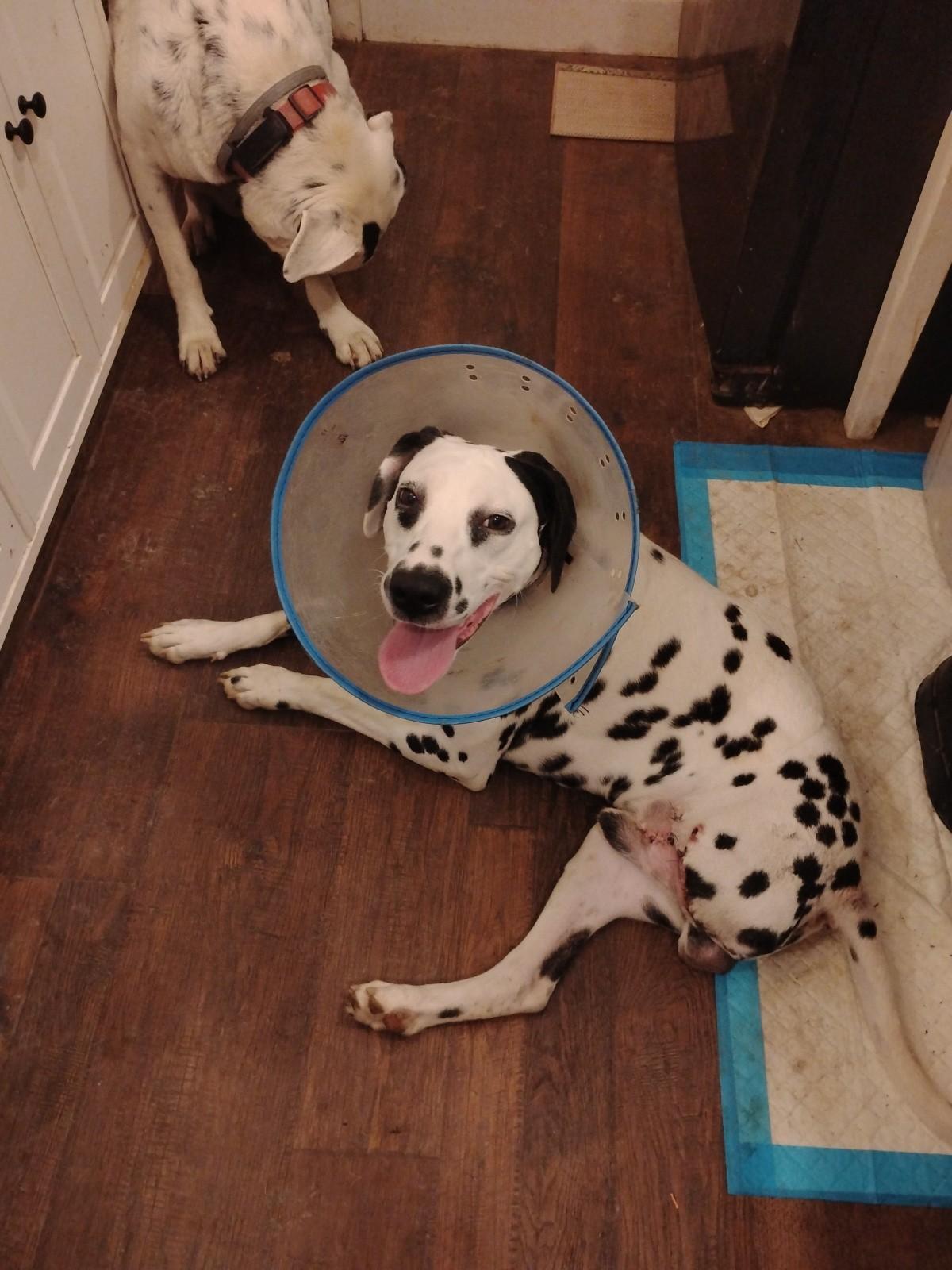 Sherman-Fairmont, WV, a Adoptable Dalmatian in Fairmont, WV image 3/4
