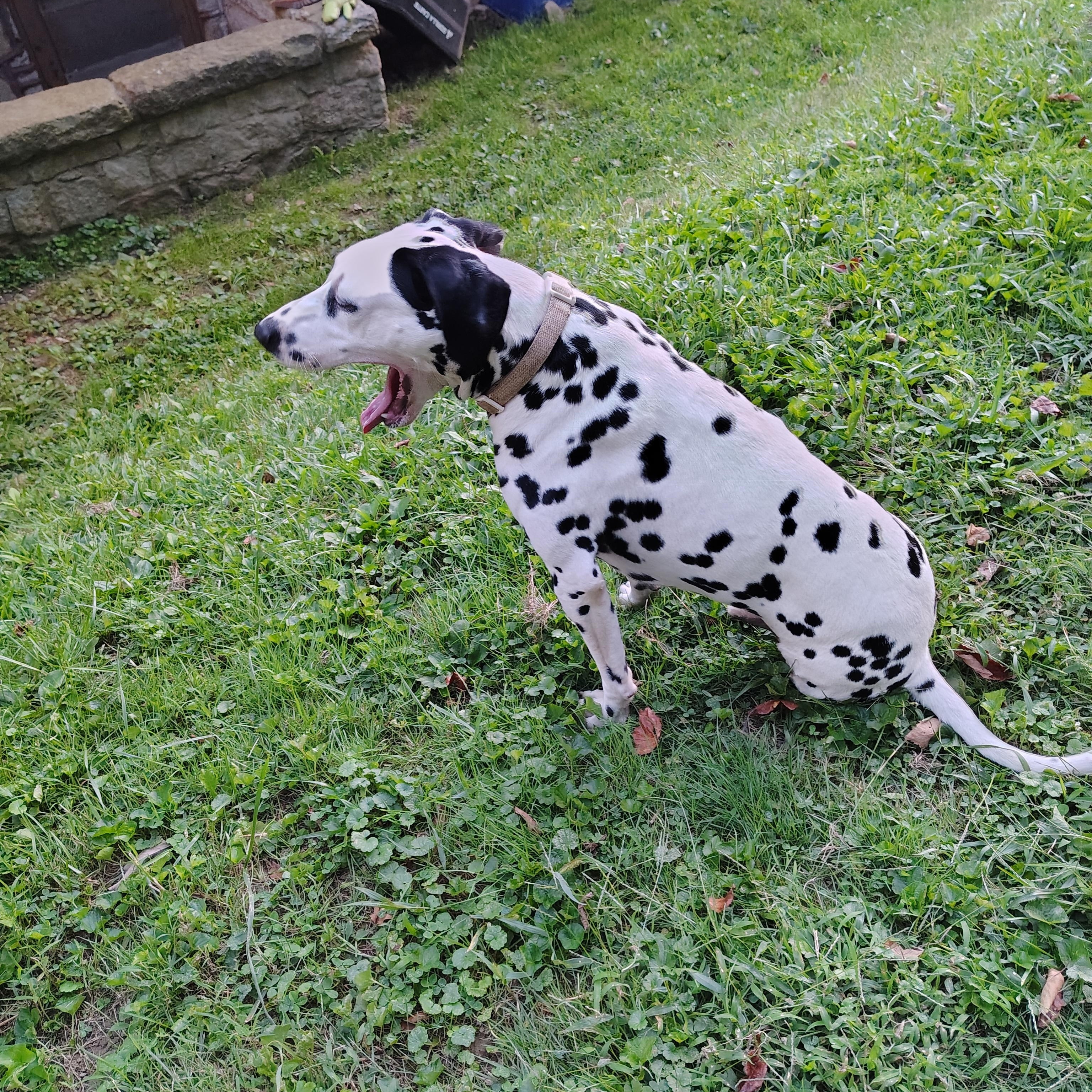 Enlarge Sherman-Fairmont, WV, a Adoptable Dalmatian in Fairmont, WV image 3/4