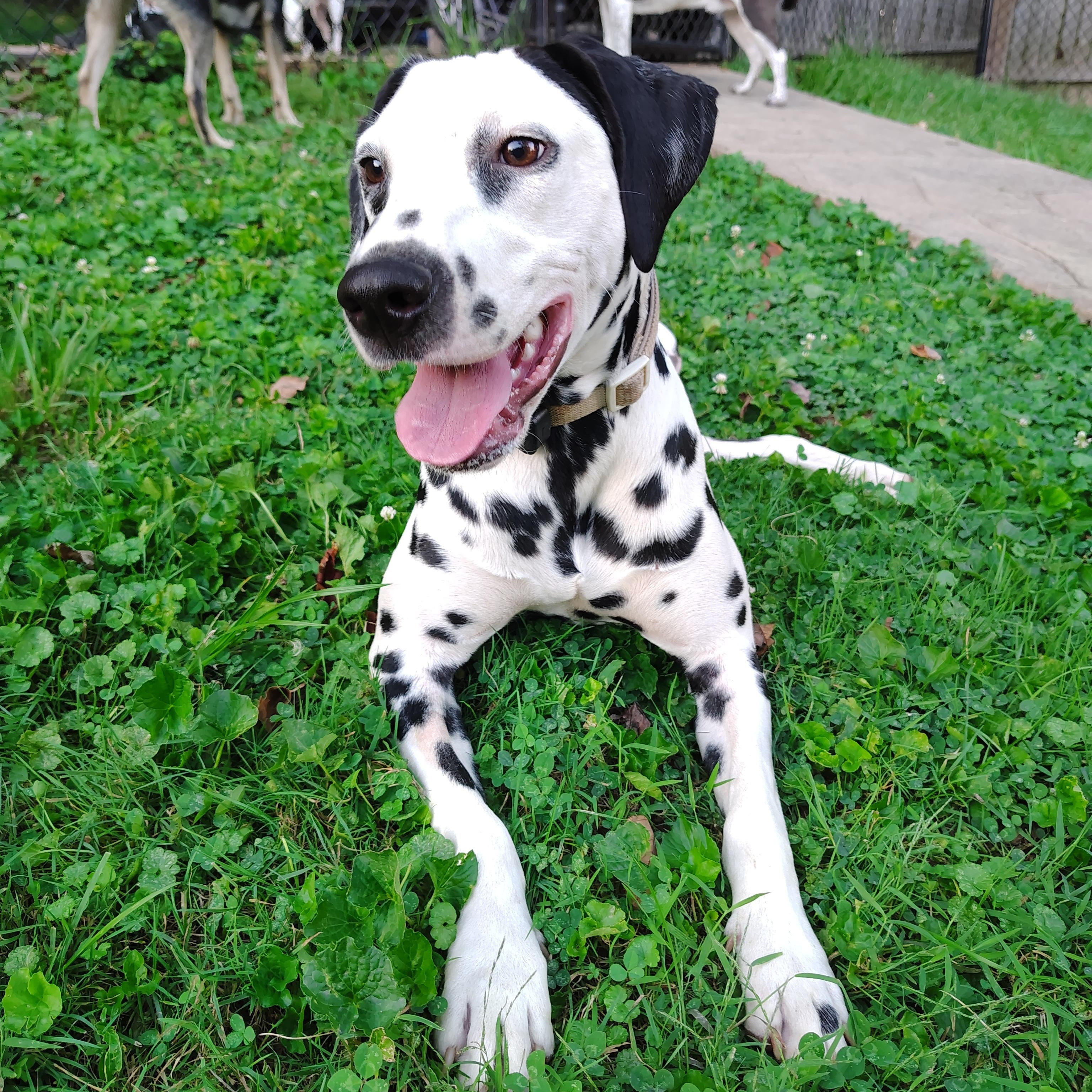 Enlarge Sherman-Fairmont, WV, a Adoptable Dalmatian in Fairmont, WV image 2/4