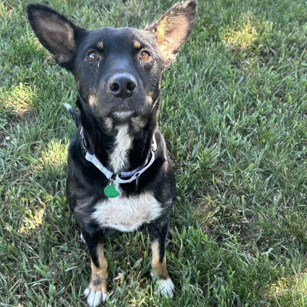 Jeanne, Adoptable, Young Female Mixed Breed.