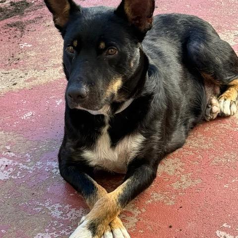 Enlarge Jeanne, a Adoptable Mixed Breed in Sioux Falls, SD image 2/6