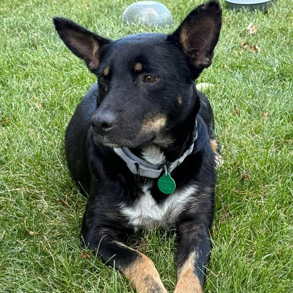 Enlarge Jeanne, a Adoptable Mixed Breed in Sioux Falls, SD image 4/6