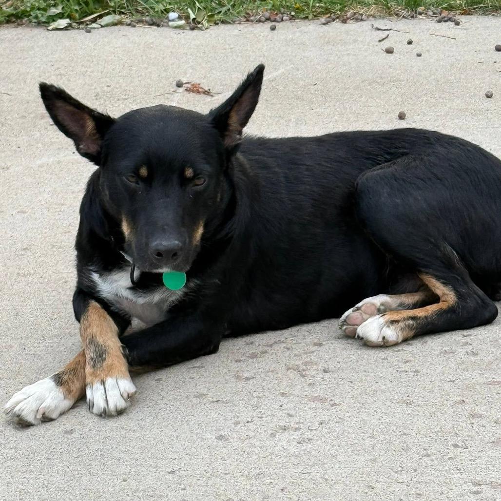 Enlarge Jeanne, a Adoptable Mixed Breed in Sioux Falls, SD image 5/6