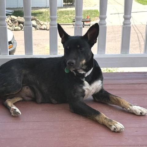 Enlarge Jeanne, a Adoptable Mixed Breed in Sioux Falls, SD image 6/6