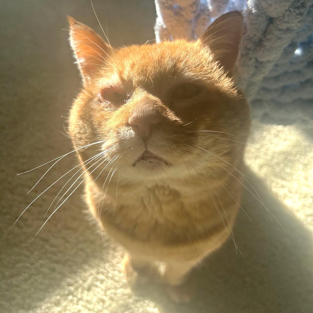 Teddy, a Adoptable Domestic Short Hair in Saint Charles, MO image 1/6