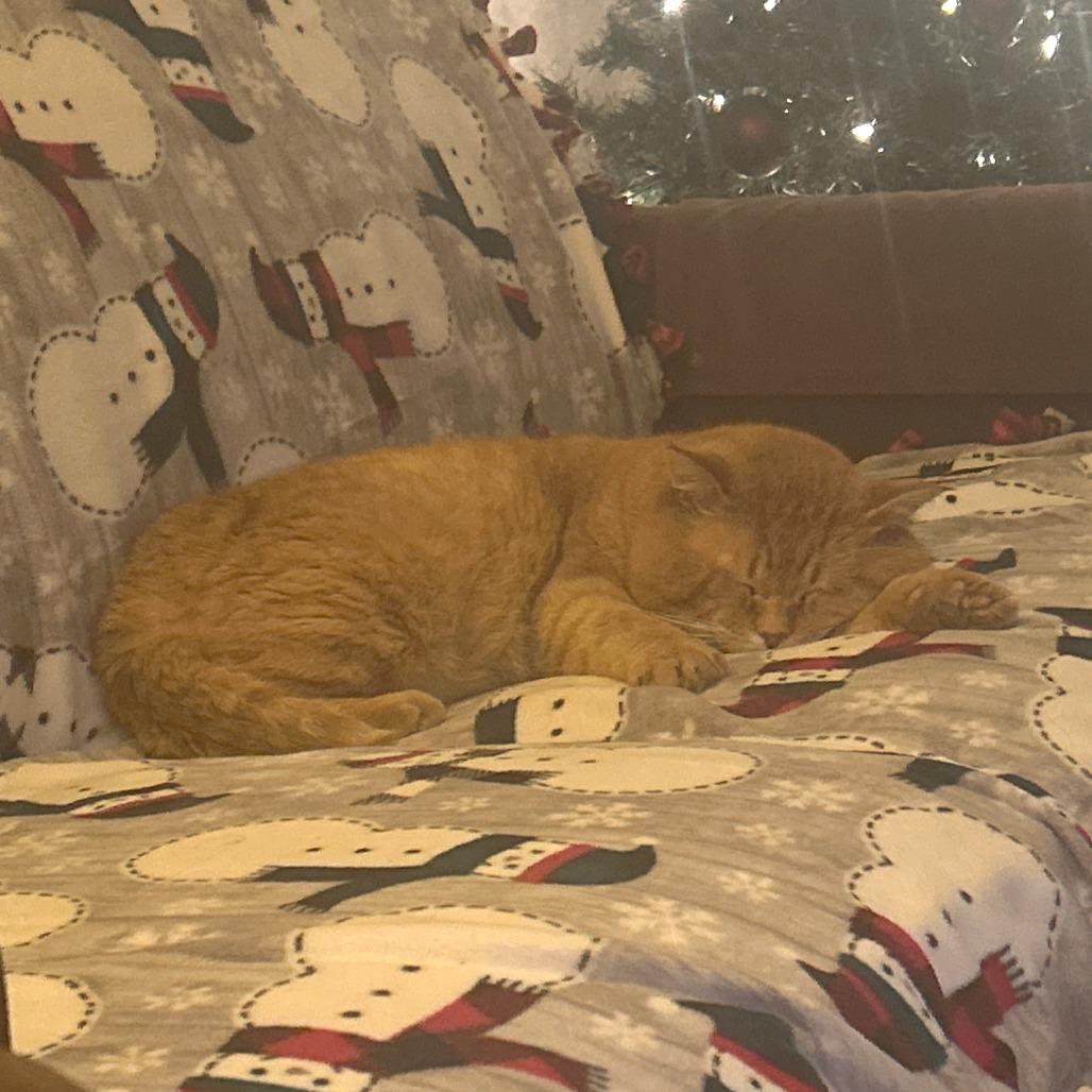 Teddy, a Adoptable Domestic Short Hair in Saint Charles, MO image 2/6