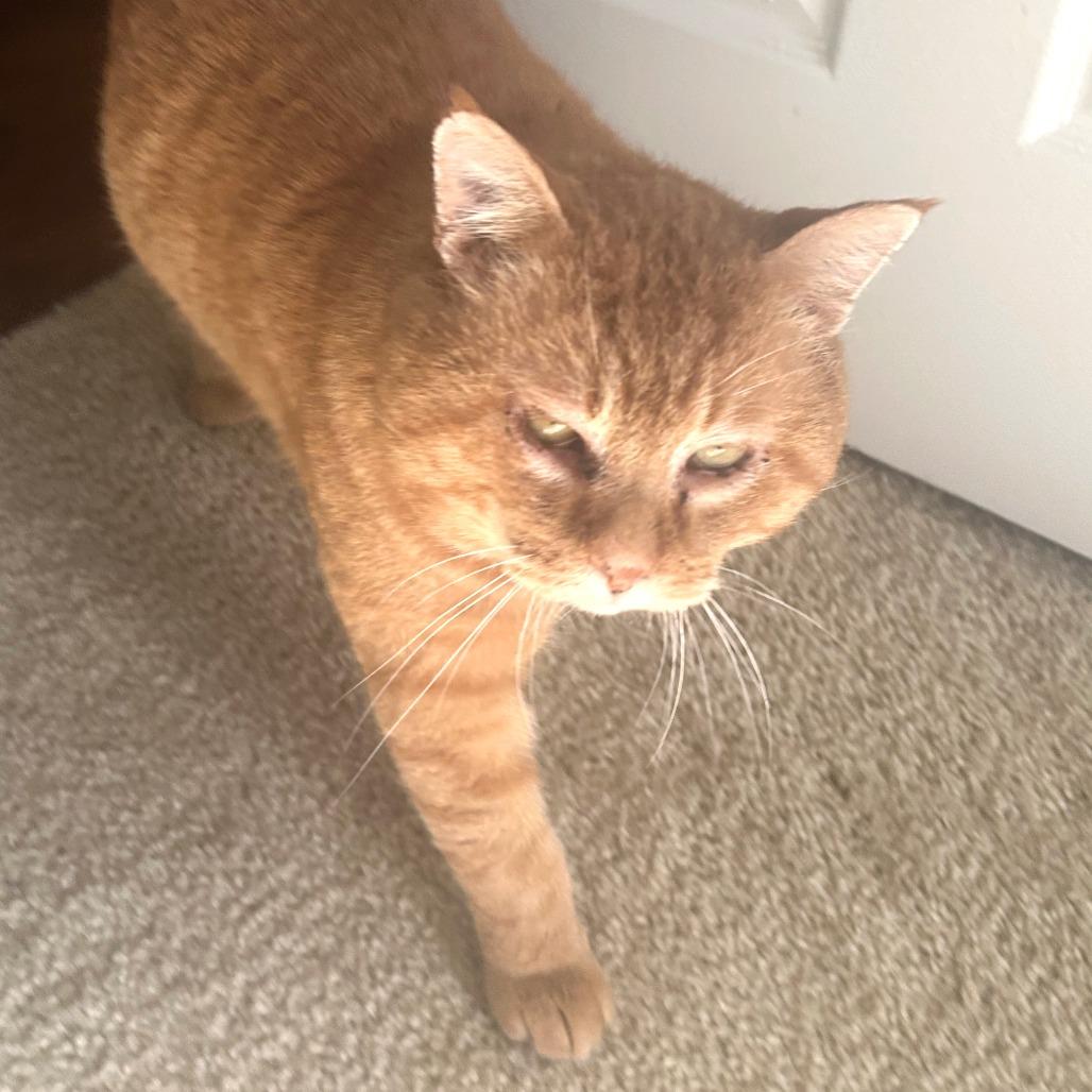 Teddy, a Adoptable Domestic Short Hair in Saint Charles, MO image 4/6