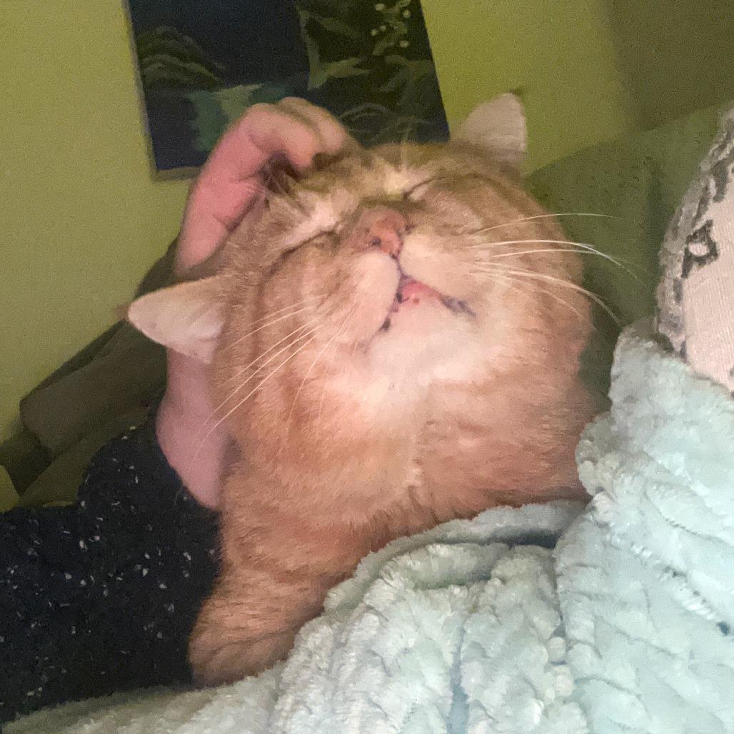 Teddy, a Adoptable Domestic Short Hair in Saint Charles, MO image 5/6