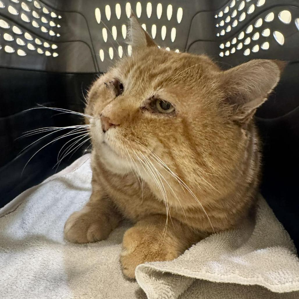 Teddy, a Adoptable Domestic Short Hair in Saint Charles, MO image 6/6