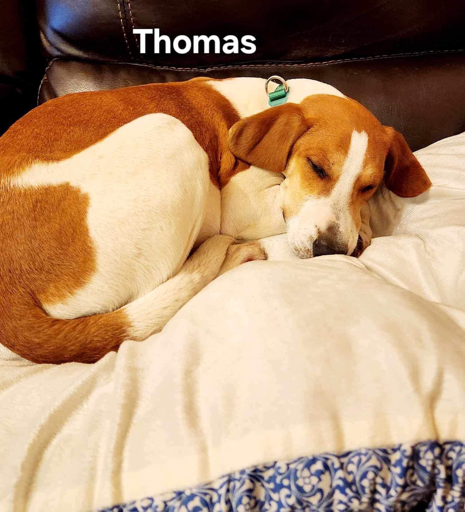Enlarge Thomas, a Adopted mixed breed in Oak Ridge, TN image 2/6