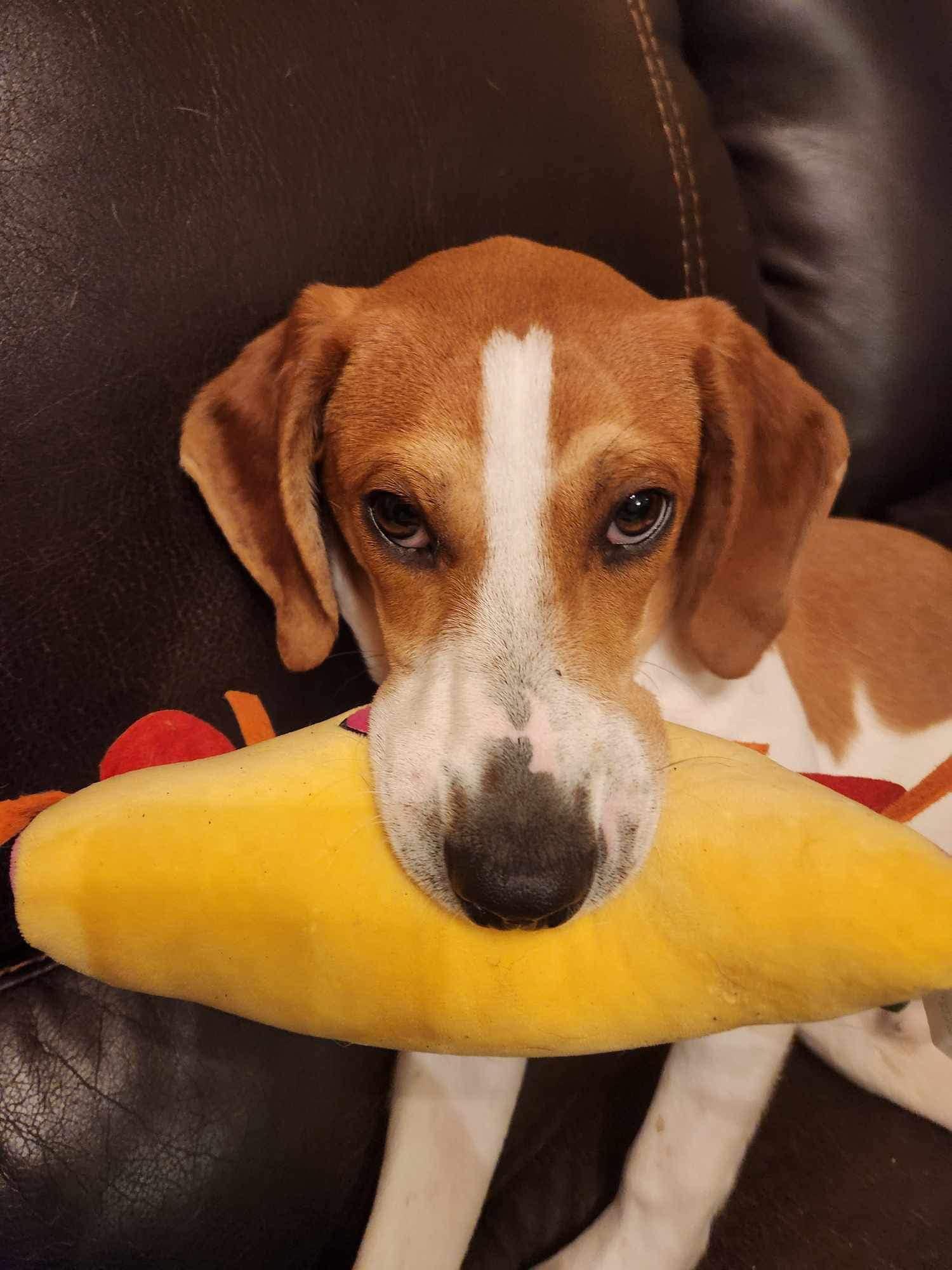 Enlarge Thomas, a Adopted mixed breed in Oak Ridge, TN image 5/6