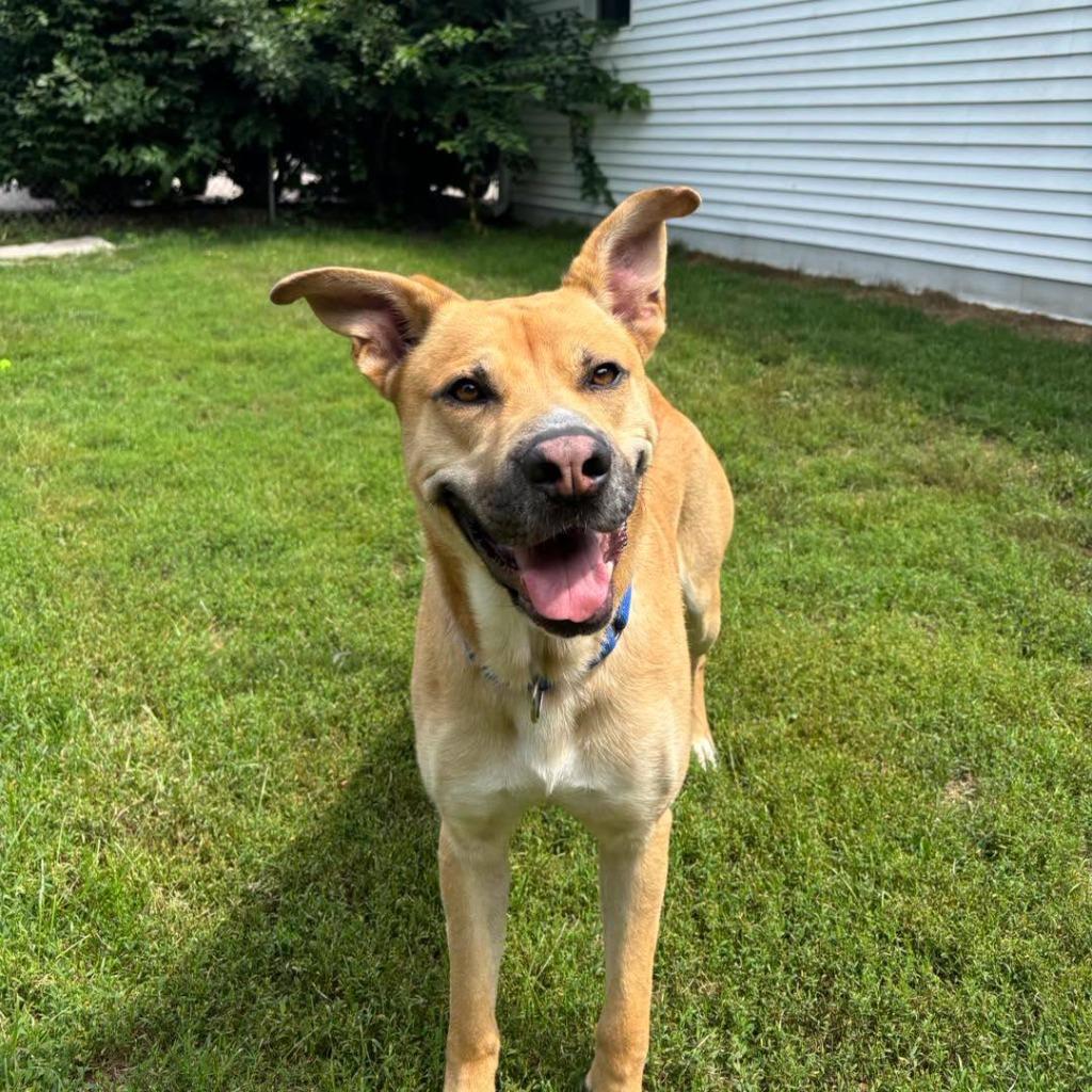 Stone, Adoptable, Adult Male German Shepherd Dog.