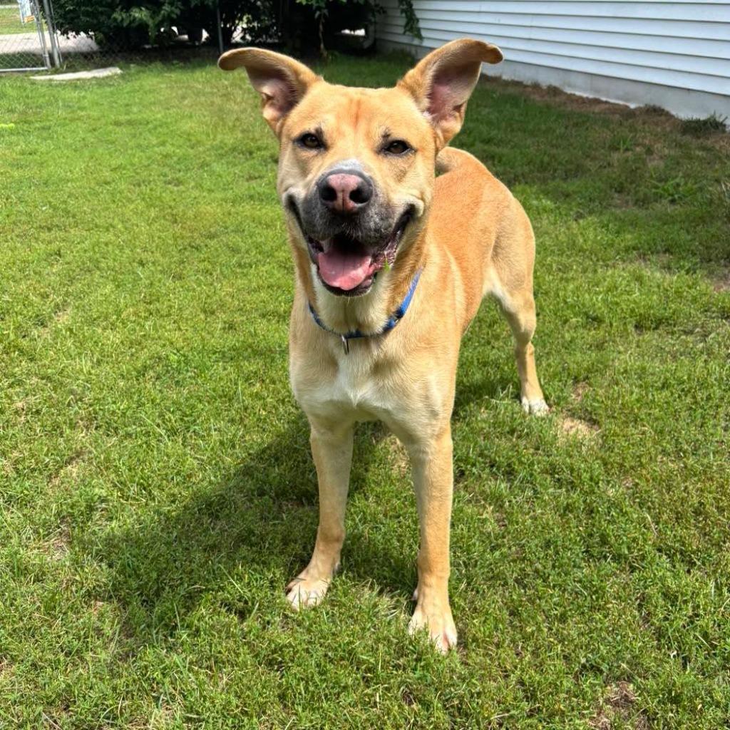 Enlarge Stone, a Adoptable mixed breed in Muskegon, MI image 2/3