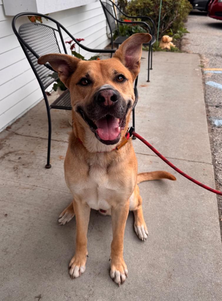 Enlarge Stone, a Adoptable mixed breed in Muskegon, MI image 3/3