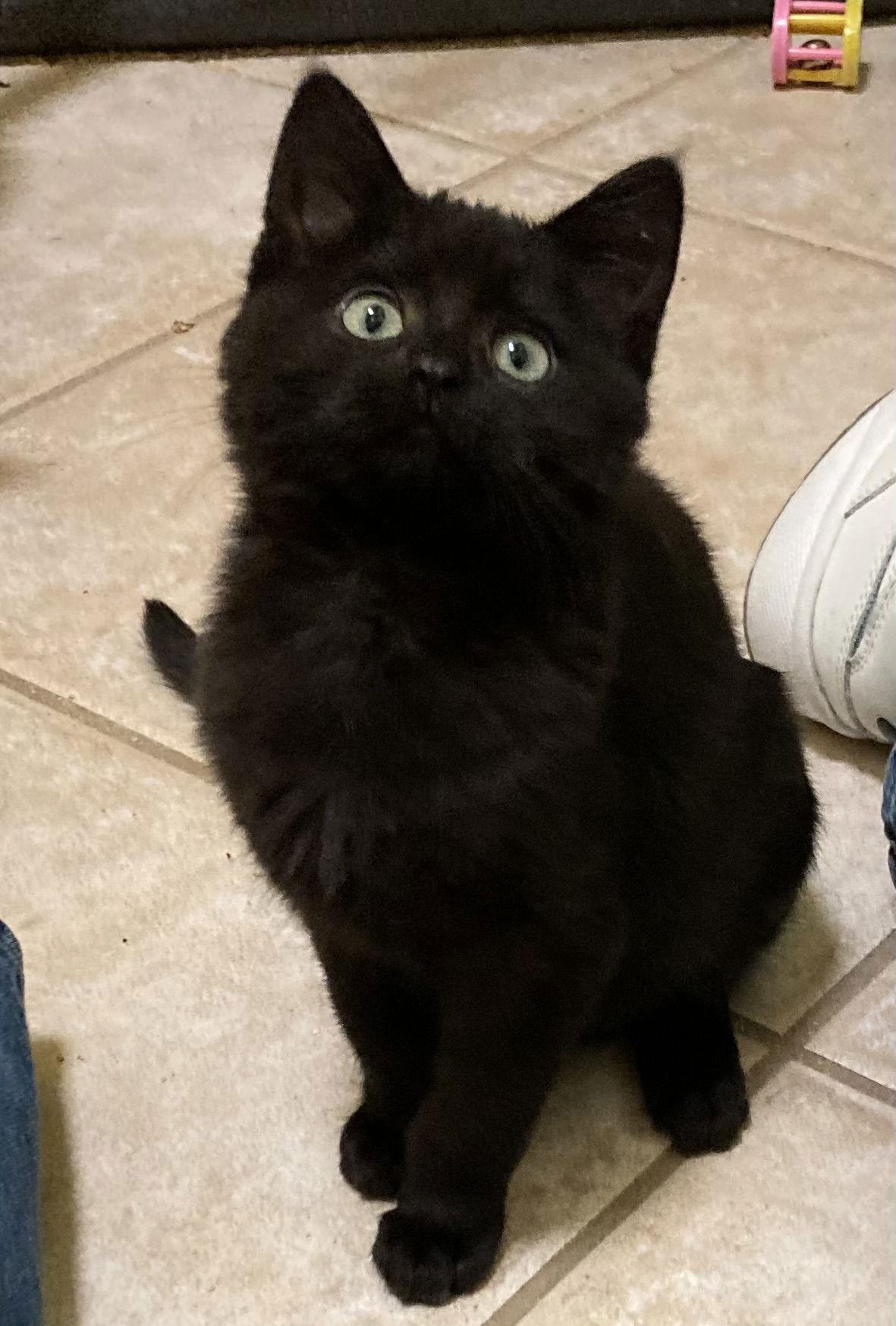 Gabby, Adoptable, Kitten Female Domestic Short Hair.