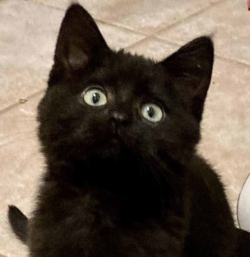 Enlarge Gabby, a Adoptable Domestic Short Hair in Antioch, CA image 2/2