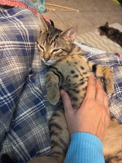 Bonus SweetBoy FosterHome