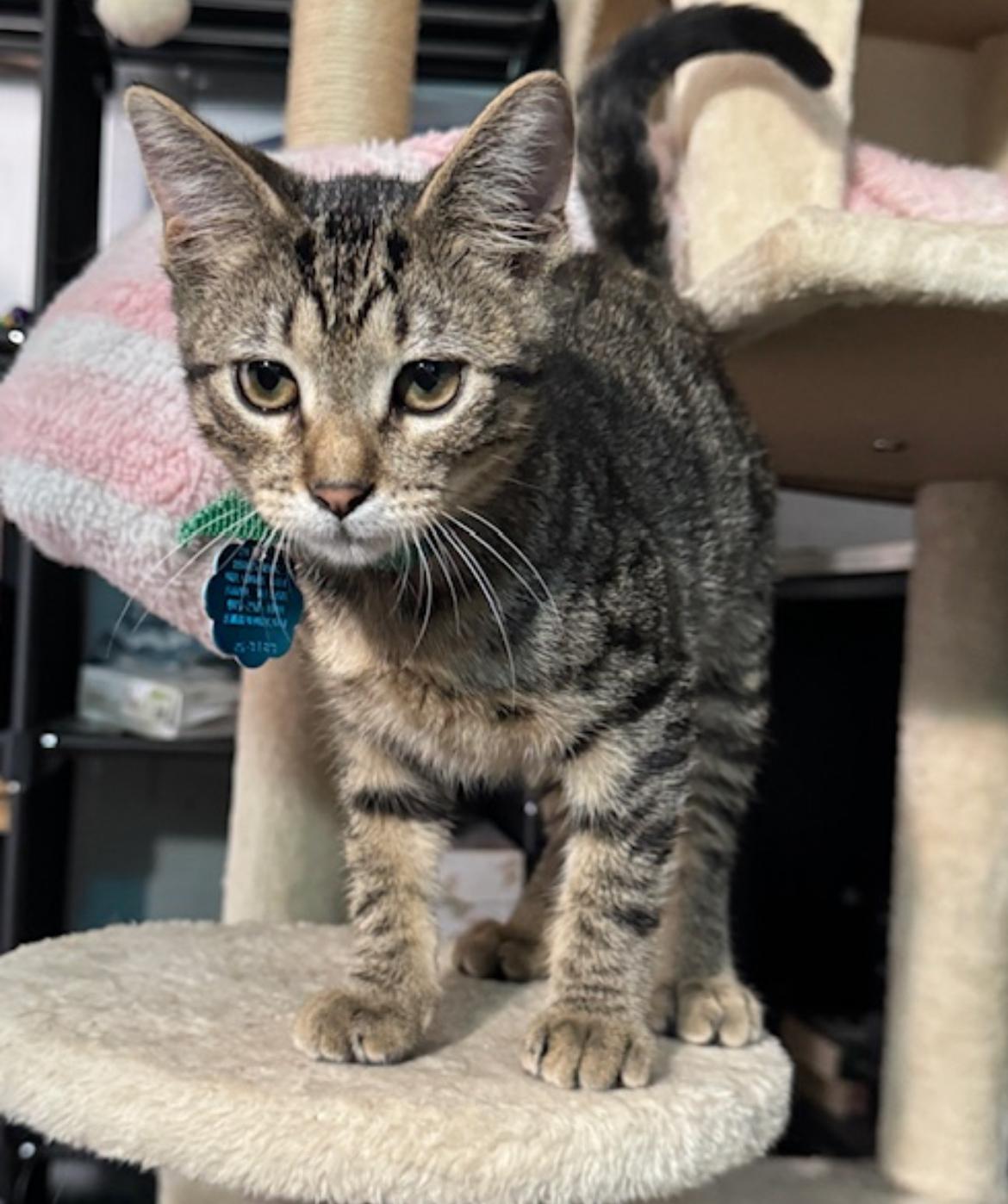 Bonus SweetBoy FosterHome