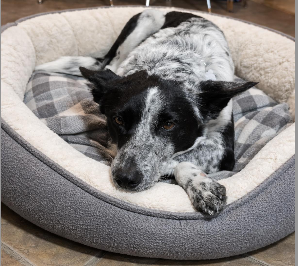 Enlarge Jenny , an adopted mixed breed in Clinton, UT image 2/5