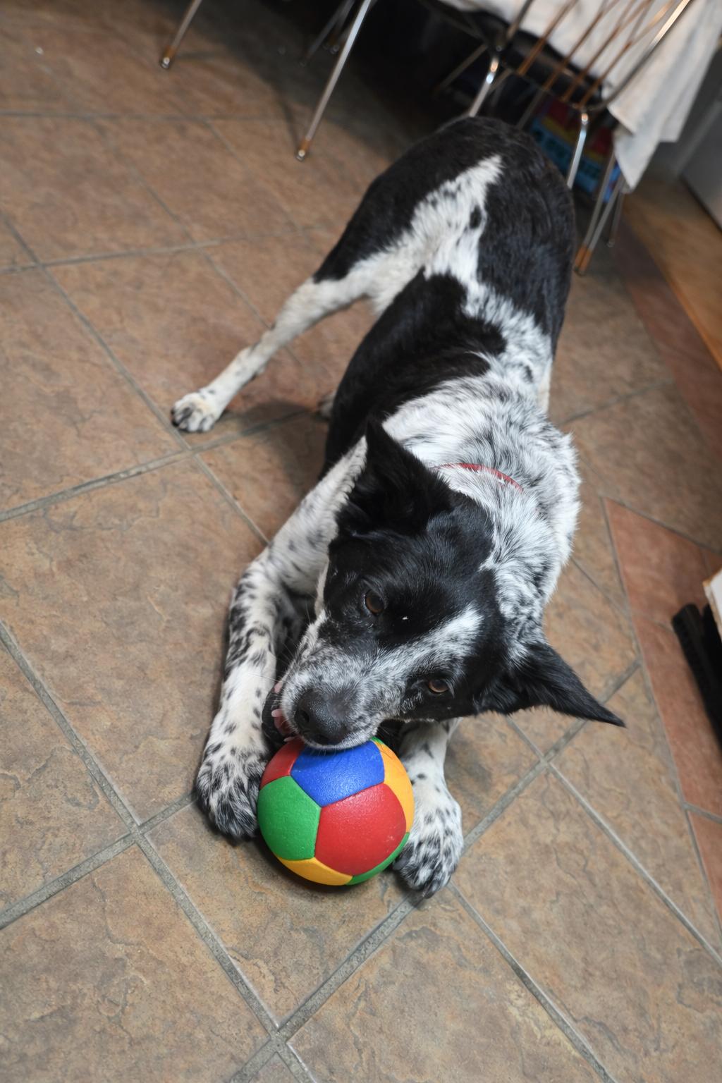 Enlarge Jenny , an adopted mixed breed in Clinton, UT image 5/5