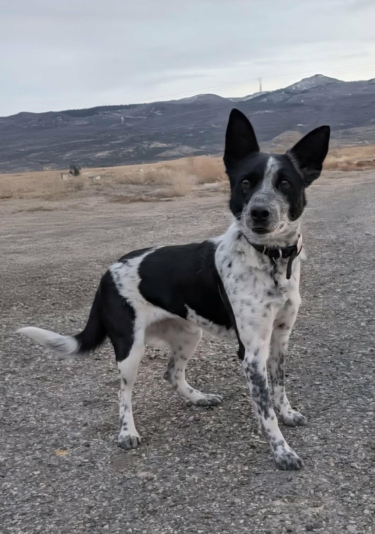 Enlarge Jenny , an adopted mixed breed in Clinton, UT image 4/5