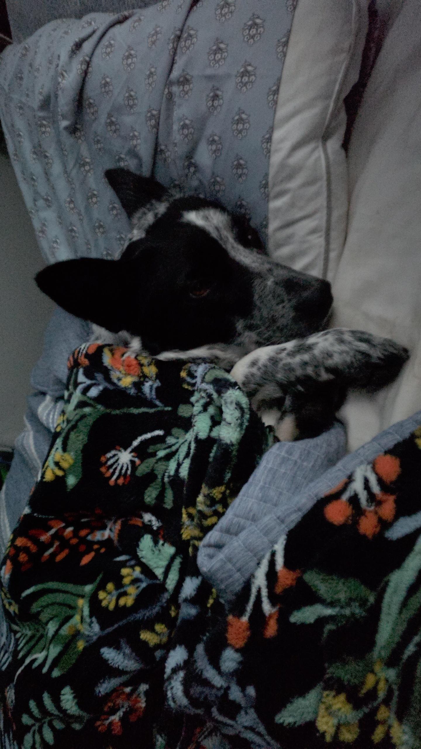 Enlarge Jenny , an adopted mixed breed in Clinton, UT image 3/5