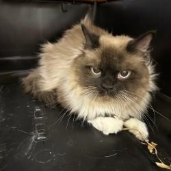 Chester, adopted, Adult Male Himalayan.