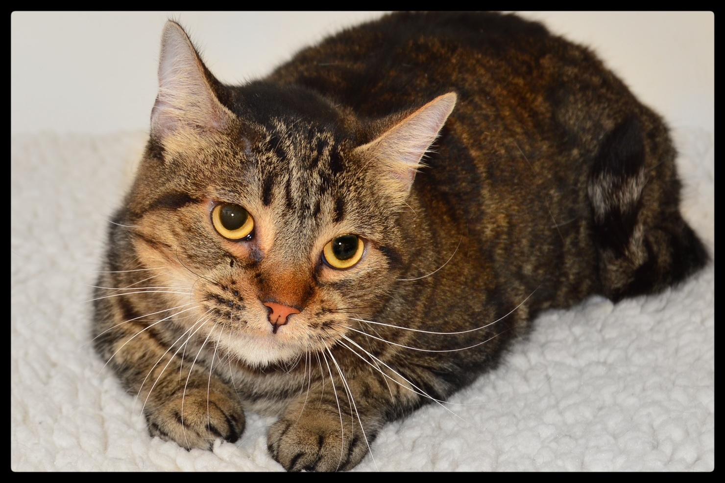 Anne A061245, Adoptable, Adult Female Domestic Short Hair.