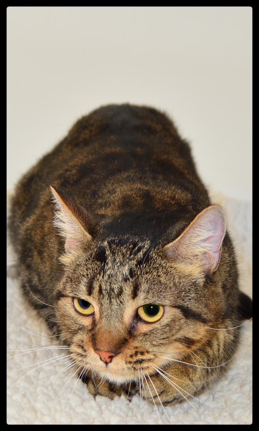 Enlarge Anne A061245, a Adoptable Domestic Short Hair in San Andreas, CA image 2/2