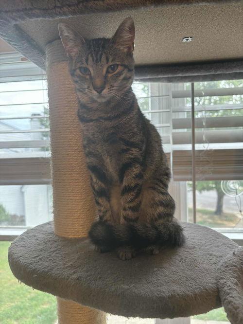 Enlarge Sweetie, a ADOPTABLE Tabby in Mount Royal, NJ image 3/3