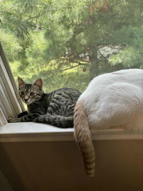 Enlarge Sweetie, a ADOPTABLE Tabby in Mount Royal, NJ image 2/3