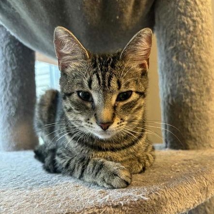 Enlarge Sweetie, a ADOPTABLE Tabby in Mount Royal, NJ image 1/3