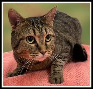 Enlarge RICO, a Adoptable Domestic Short Hair in Peoria, IL image 1/1