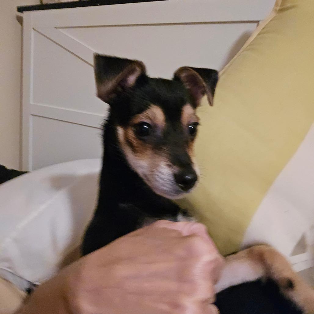 CHICAGO, Adoptable, Puppy Male Miniature Dachshund & Chihuahua.