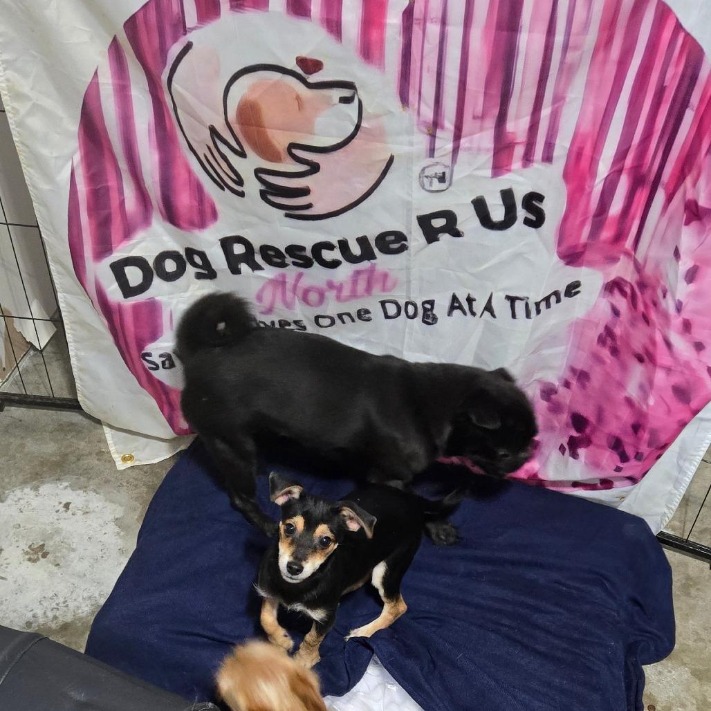 Enlarge CHICAGO, a Adoptable mixed breed in Loves Park, IL image 3/4