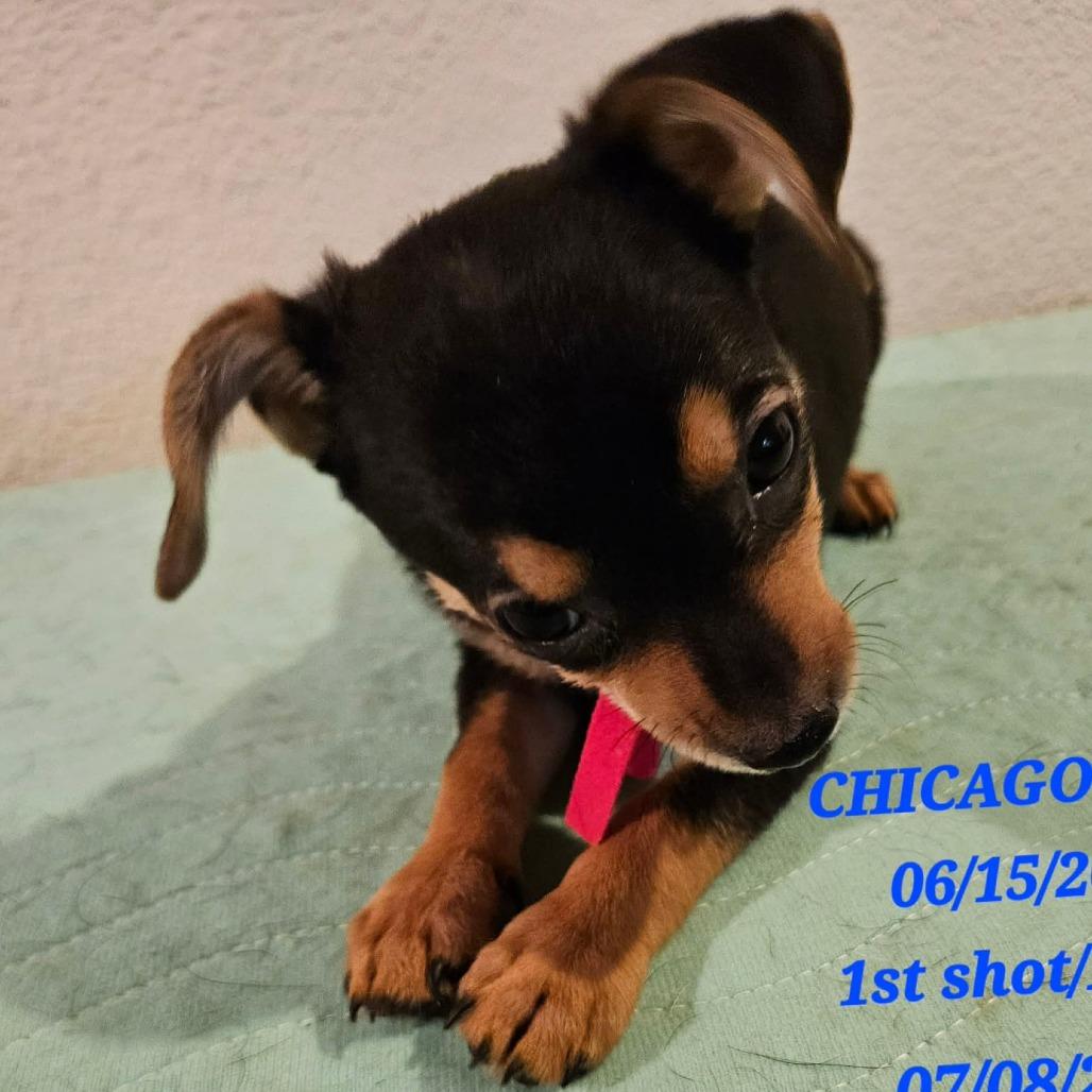 AVAILABLE 8/30 CHICAGO, Adoptable, Puppy Male Miniature Dachshund & Chihuahua.